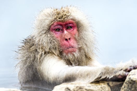 The Snow Monkey (Japanese macaque) enjoyed the hot spring in winter at Jigokudani Monkey Park of Nagano, Japan.