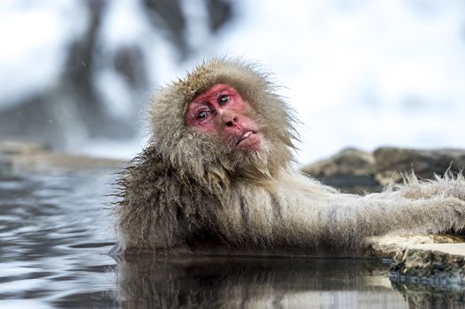 The Snow Monkey (Japanese macaque) enjoyed the hot spring in winter at Jigokudani Monkey Park of Nagano, Japan.