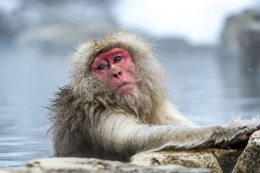 The Snow Monkey (Japanese macaque) enjoyed the hot spring in winter at Jigokudani Monkey Park of Nagano, Japan.