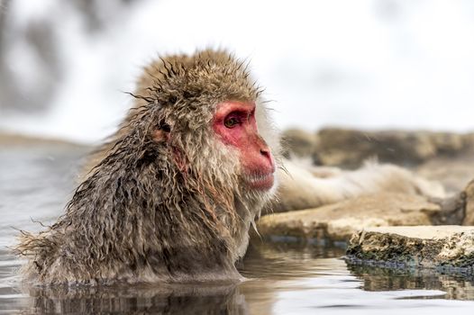 The Snow Monkey (Japanese macaque) enjoyed the hot spring in winter at Jigokudani Monkey Park of Nagano, Japan.