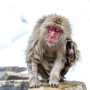 The Snow Monkey (Japanese macaque) enjoyed the hot spring in winter at Jigokudani Monkey Park of Nagano, Japan.