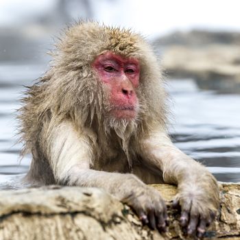 The Snow Monkey (Japanese macaque) enjoyed the hot spring in winter at Jigokudani Monkey Park of Nagano, Japan.