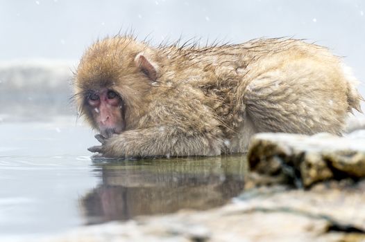 The Snow Monkey (Japanese macaque) enjoyed the hot spring in winter at Jigokudani Monkey Park of Nagano, Japan.