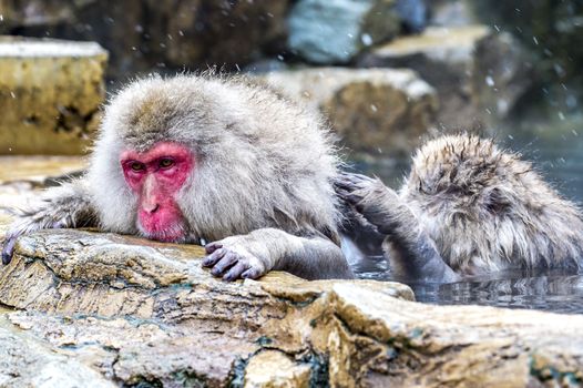 The Snow Monkey (Japanese macaque) enjoyed the hot spring in winter at Jigokudani Monkey Park of Nagano, Japan.