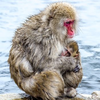 The Snow Monkey (Japanese macaque) enjoyed the hot spring in winter at Jigokudani Monkey Park of Nagano, Japan.