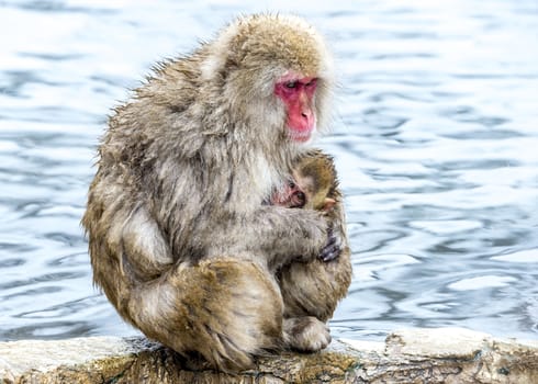 The Snow Monkey (Japanese macaque) enjoyed the hot spring in winter at Jigokudani Monkey Park of Nagano, Japan.