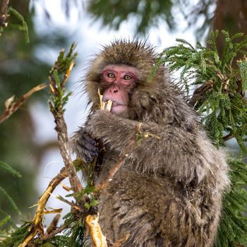 The Snow Monkey (Japanese macaque) enjoyed the hot spring in winter at Jigokudani Monkey Park of Nagano, Japan.