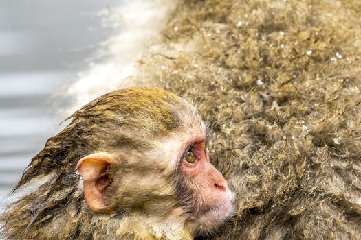 The Snow Monkey (Japanese macaque) enjoyed the hot spring in winter at Jigokudani Monkey Park of Nagano, Japan.