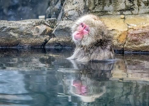 The Snow Monkey (Japanese macaque) enjoyed the hot spring in winter at Jigokudani Monkey Park of Nagano, Japan.