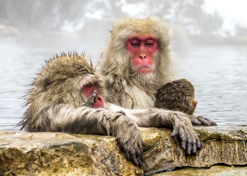 The Snow Monkey (Japanese macaque) enjoyed the hot spring in winter at Jigokudani Monkey Park of Nagano, Japan.