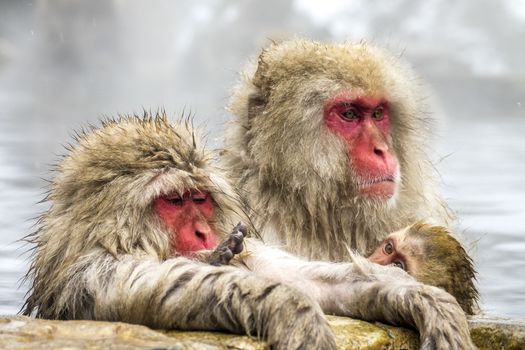 The Snow Monkey (Japanese macaque) enjoyed the hot spring in winter at Jigokudani Monkey Park of Nagano, Japan.