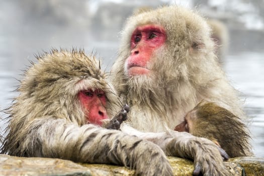 The Snow Monkey (Japanese macaque) enjoyed the hot spring in winter at Jigokudani Monkey Park of Nagano, Japan.