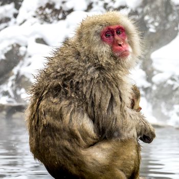 The Snow Monkey (Japanese macaque) enjoyed the hot spring in winter at Jigokudani Monkey Park of Nagano, Japan.