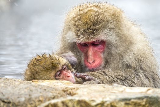 The Snow Monkey (Japanese macaque) enjoyed the hot spring in winter at Jigokudani Monkey Park of Nagano, Japan.