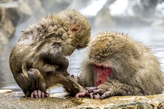 The Snow Monkey (Japanese macaque) enjoyed the hot spring in winter at Jigokudani Monkey Park of Nagano, Japan.