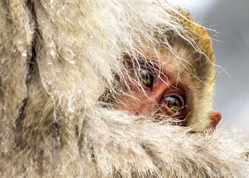 The Snow Monkey (Japanese macaque) enjoyed the hot spring in winter at Jigokudani Monkey Park of Nagano, Japan.