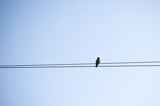 A migrating bird sitting on an electric cable. Bird sitting on electric wire in city background.