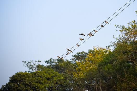 Many Sparrows or family of small passerine birds also known as true sparrows, Old World sparrow birds sitting on an electric cable in city background.