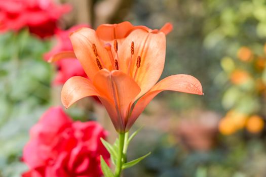 Campsis radicans, also called trumpet vine and cow itch, climber native in eastern and southern United States; it produces terminal clusters of tubular, trumpet-shaped orange to orange-scarlet