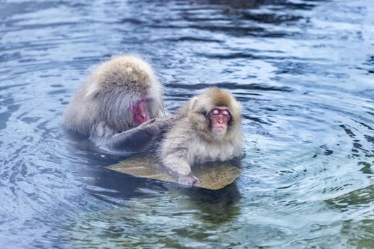 The Snow Monkey (Japanese macaque) enjoyed the hot spring in winter at Jigokudani Monkey Park of Nagano, Japan.