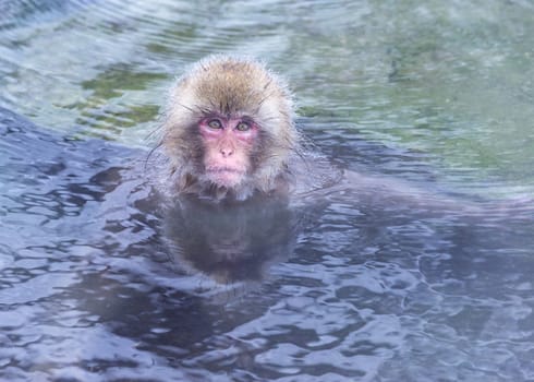 The Snow Monkey (Japanese macaque) enjoyed the hot spring in winter at Jigokudani Monkey Park of Nagano, Japan.