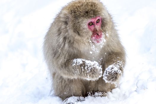 The Snow Monkey (Japanese macaque) enjoyed the hot spring in winter at Jigokudani Monkey Park of Nagano, Japan.