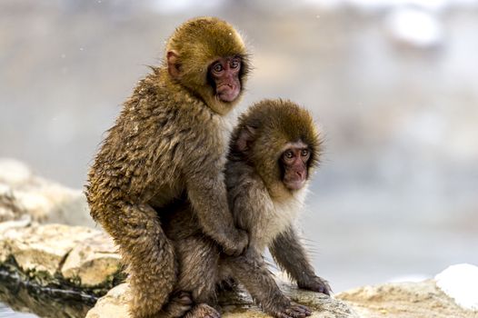 The Snow Monkey (Japanese macaque) enjoyed the hot spring in winter at Jigokudani Monkey Park of Nagano, Japan.