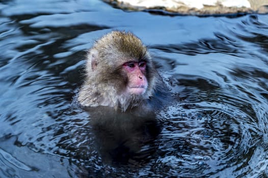 The Snow Monkey (Japanese macaque) enjoyed the hot spring in winter at Jigokudani Monkey Park of Nagano, Japan.