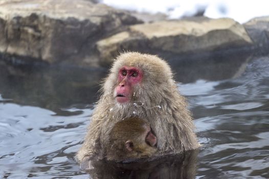 The Snow Monkey (Japanese macaque) enjoyed the hot spring in winter at Jigokudani Monkey Park of Nagano, Japan.