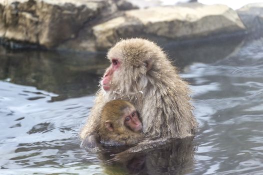 The Snow Monkey (Japanese macaque) enjoyed the hot spring in winter at Jigokudani Monkey Park of Nagano, Japan.