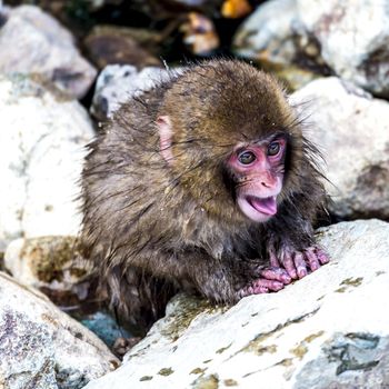 The Snow Monkey (Japanese macaque) enjoyed the hot spring in winter at Jigokudani Monkey Park of Nagano, Japan.