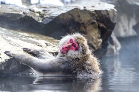 The Snow Monkey (Japanese macaque) enjoyed the hot spring in winter at Jigokudani Monkey Park of Nagano, Japan.