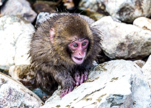 The Snow Monkey (Japanese macaque) enjoyed the hot spring in winter at Jigokudani Monkey Park of Nagano, Japan.