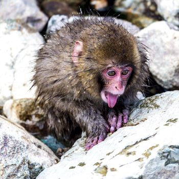 The Snow Monkey (Japanese macaque) enjoyed the hot spring in winter at Jigokudani Monkey Park of Nagano, Japan.