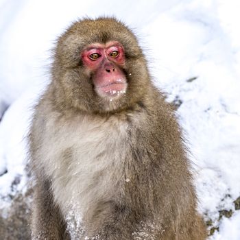 The Snow Monkey (Japanese macaque) enjoyed the hot spring in winter at Jigokudani Monkey Park of Nagano, Japan.