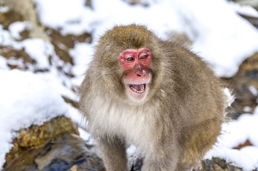 The Snow Monkey (Japanese macaque) enjoyed the hot spring in winter at Jigokudani Monkey Park of Nagano, Japan.