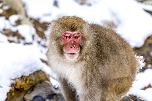 The Snow Monkey (Japanese macaque) enjoyed the hot spring in winter at Jigokudani Monkey Park of Nagano, Japan.