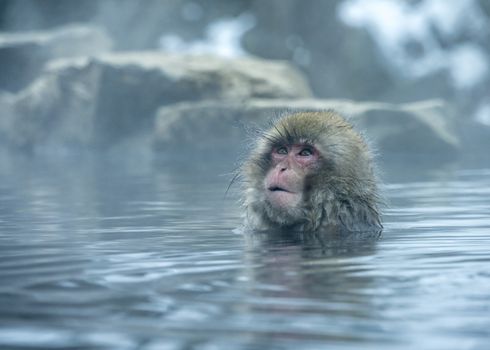 The Snow Monkey (Japanese macaque) enjoyed the hot spring in winter at Jigokudani Monkey Park of Nagano, Japan.