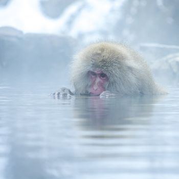 The Snow Monkey (Japanese macaque) enjoyed the hot spring in winter at Jigokudani Monkey Park of Nagano, Japan.