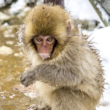 The Snow Monkey (Japanese macaque) enjoyed the hot spring in winter at Jigokudani Monkey Park of Nagano, Japan.