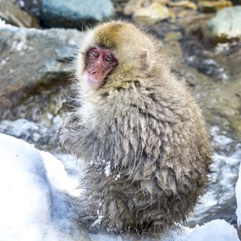 The Snow Monkey (Japanese macaque) enjoyed the hot spring in winter at Jigokudani Monkey Park of Nagano, Japan.