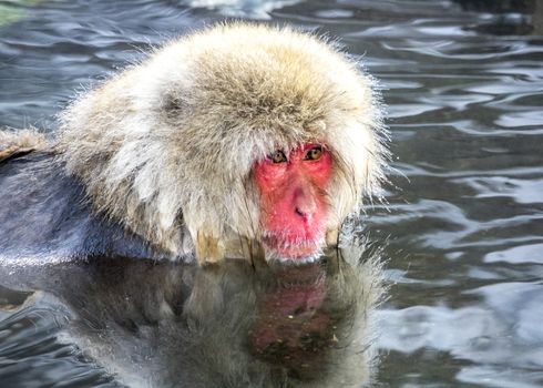 The Snow Monkey (Japanese macaque) enjoyed the hot spring in winter at Jigokudani Monkey Park of Nagano, Japan.