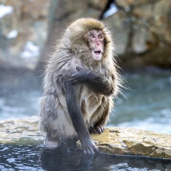 The Snow Monkey (Japanese macaque) enjoyed the hot spring in winter at Jigokudani Monkey Park of Nagano, Japan.