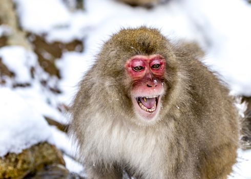 The Snow Monkey (Japanese macaque) enjoyed the hot spring in winter at Jigokudani Monkey Park of Nagano, Japan.