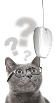 Cat with glasses looking at computer mouse over white background.