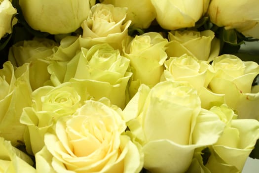 Fine white flowers of a rose. Background