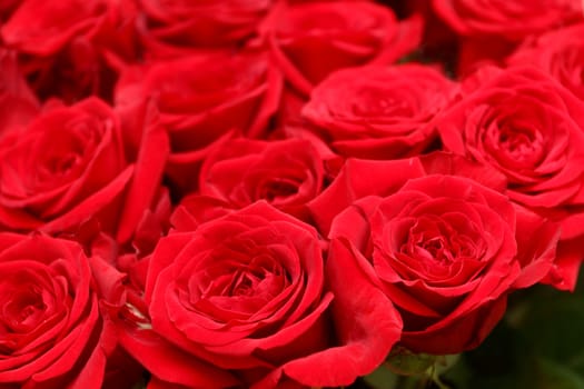 Fine red flowers of a rose. Background