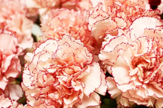 Fine flowers of a carnation. Close up. Background