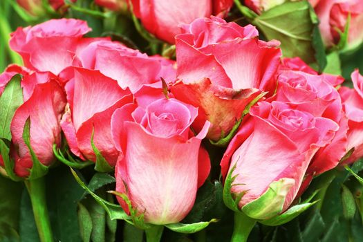 Fine pink flowers of a rose. Background