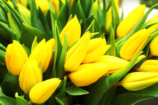 Fine yellow flowers of a tulip. Background